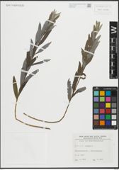 Foto von Salix repens L.